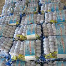 High Quality of Chinese Fresh White Garlic in Small Package